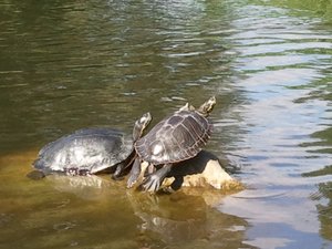 20120916_122119 (640x480).jpg