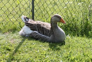 IMG_1484 (640x427).jpg