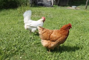 IMG_1489 (640x427).jpg