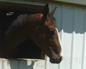 Antonius001.jpg Antonius001.jpg