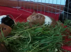 PHOTO_20130721_140350 (800x582).jpg PHOTO_20130721_140350 (800x582).jpg