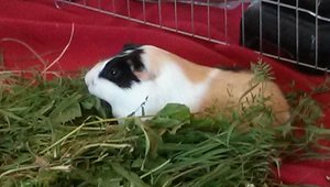 PHOTO_20130721_140938 (800x451).jpg PHOTO_20130721_140938 (800x451).jpg