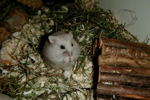 Peanietf.jpg Peanietf.jpg