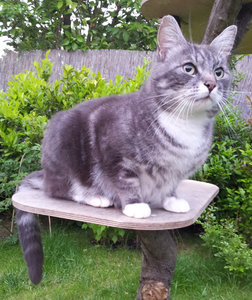 Mellow_Kletterbaum_Portrait.jpg Mellow_Kletterbaum_Portrait.jpg