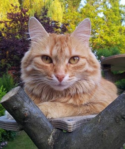 Suki_Profilbild.jpg Suki_Profilbild.jpg