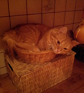 Suki_Brotkorb.jpg Suki_Brotkorb.jpg