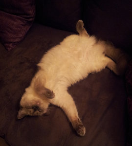 Kimbee_Bauch.jpg Kimbee_Bauch.jpg