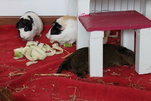 IMG_5262 (640x427).jpg