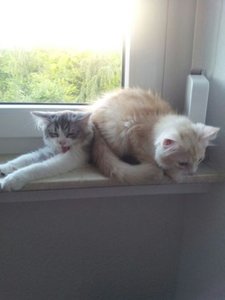 IMG-20130728-WA0041.jpg IMG-20130728-WA0041.jpg