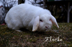 Flocke.JPG Flocke.JPG