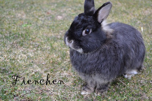 Fienchen.JPG Fienchen.JPG