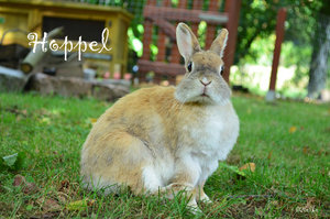 Hoppel.JPG Hoppel.JPG