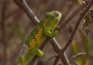 chamaeleon.jpg