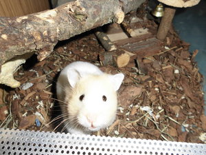 Tapsis reich 001.JPG Tapsis reich 001.JPG