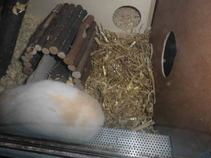 Tapsis reich 004.JPG Tapsis reich 004.JPG