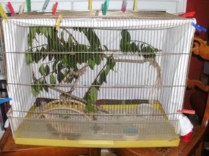 Käfig Spatzen KB.jpg