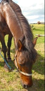 joschy.jpg joschy.jpg