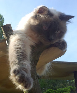 Kimbee_Thron.jpg Kimbee_Thron.jpg