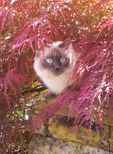 Kimbee_rotesLaub.jpg Kimbee_rotesLaub.jpg