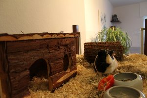 Rüdiger.jpg Rüdiger.jpg