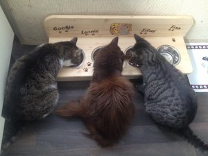 Foto(18).JPG Foto(18).JPG