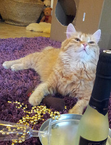 Suki_SausBraus.jpg Suki_SausBraus.jpg