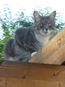 Mellow_Pergola.jpg Mellow_Pergola.jpg