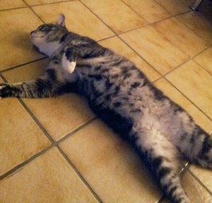 Mellow_alleViere.jpg Mellow_alleViere.jpg