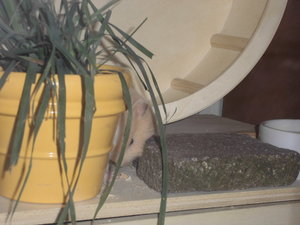 tapsi 040.JPG tapsi 040.JPG