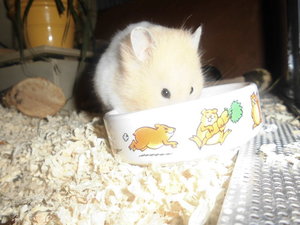 tapsi 008.JPG tapsi 008.JPG