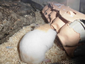 Meine kleinen 011.JPG Meine kleinen 011.JPG