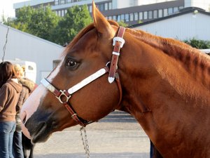 IMG_2003 (800x599).jpg