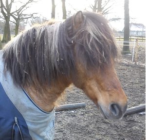 Zottel verwuschelt.jpg