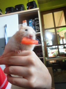 hamsterwettbewerb 013.JPG