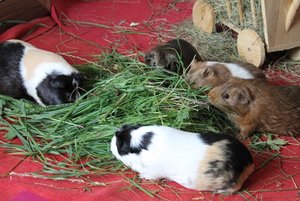 IMG_5625 (640x427).jpg