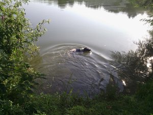 Seehund1.jpg Seehund1.jpg