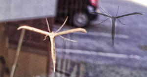 libelle.jpg libelle.jpg