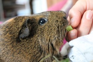 IMG_5712 (500x333).jpg