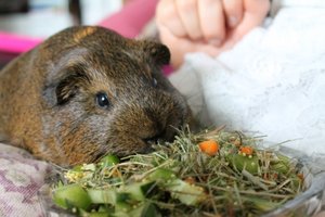 IMG_5685 (500x333).jpg