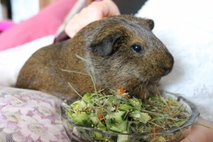 IMG_5697 (500x333).jpg