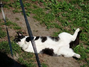 Kater draussen 017.JPG