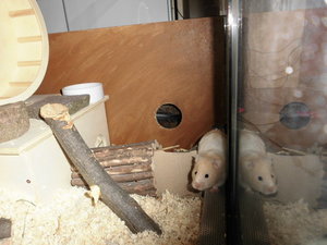 Hamster gehege 011.JPG