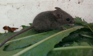 Mausi1.jpg Mausi1.jpg