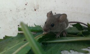 Mausi2.jpg Mausi2.jpg