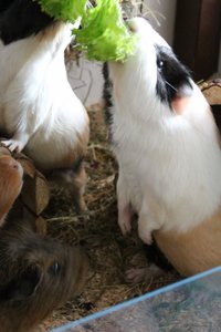 IMG_6128 (426x640).jpg