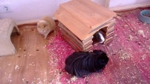 1014239_711739522185850_2037154899_n.jpg 1014239_711739522185850_2037154899_n.jpg