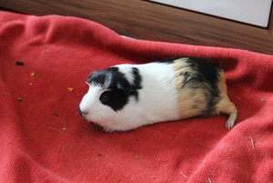 IMG_5257 - Kopie (640x427).jpg