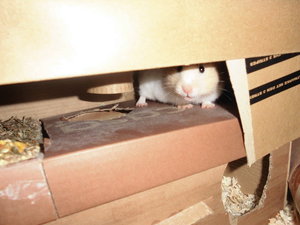 meine hamsterchen 059.JPG