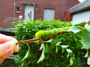 ligusterschwärmer 8.2013.jpg