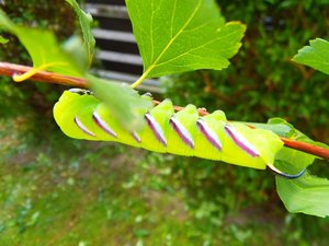 raupe ligusterschwärmer 8.2013-1.jpg